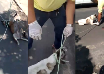 Vídeo: funcionários do Zoonoses são suspeitos de maltratar animais durante resgate